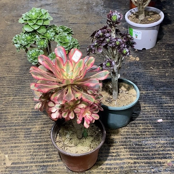 38，3棵147890000000