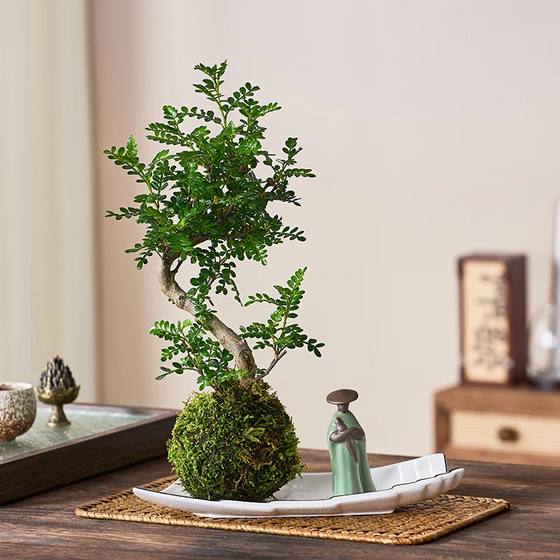 室内清香胡椒木盆景植物苔藓绿植新中式客厅茶室装饰办公桌面盆栽
