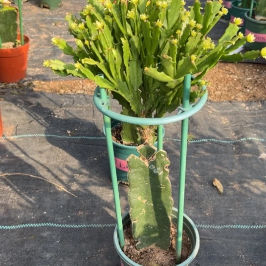 052蟹爪兰福利苗7658