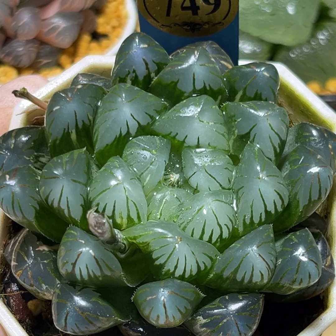 恭喜发财大吉大利749