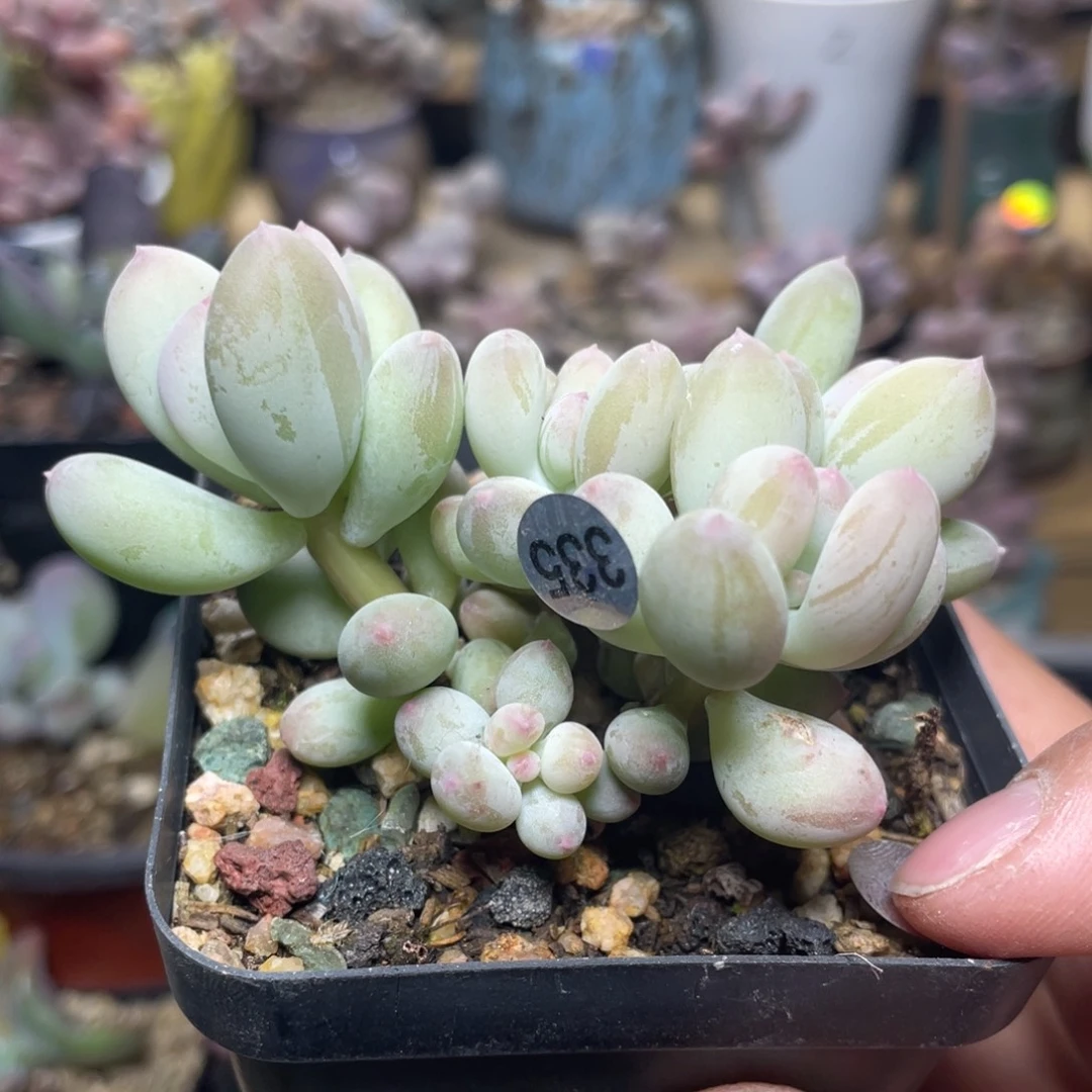 二代苹果奶酪多肉植物