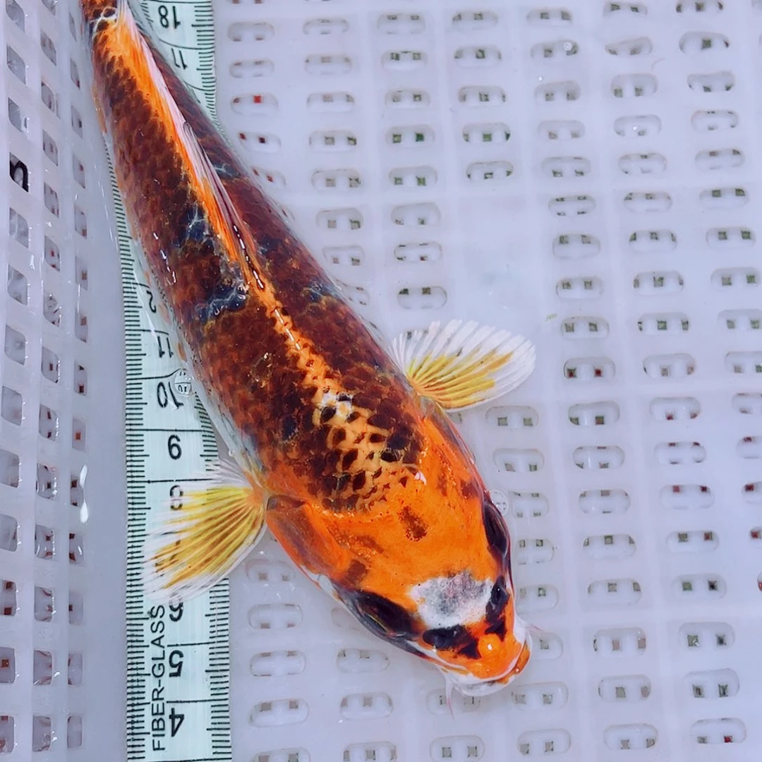 锦鲤30 包邮冷水观赏鱼