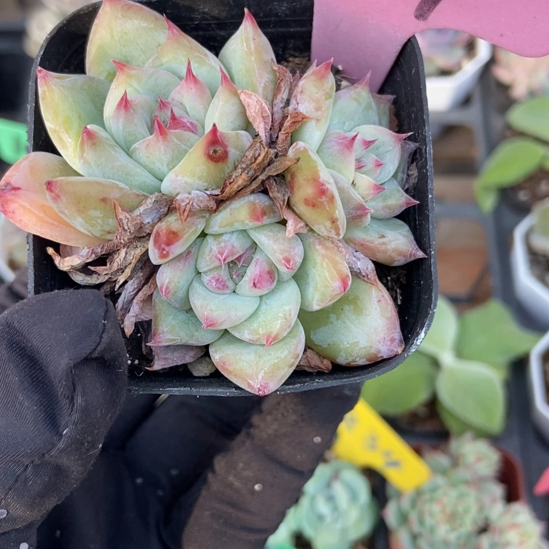 929白拉糖多肉植物