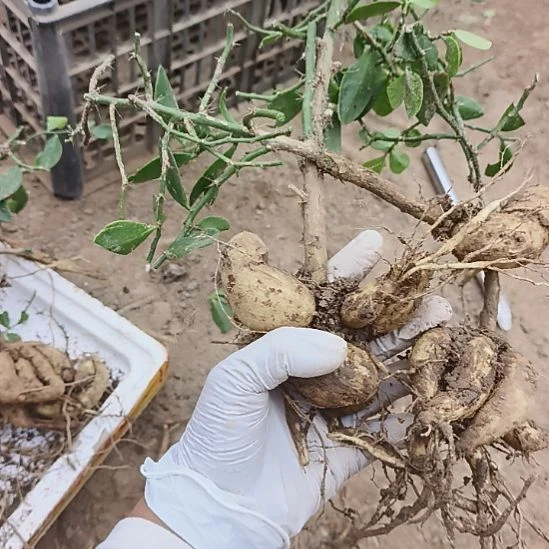 花***姐月之桂福利三科 脱土