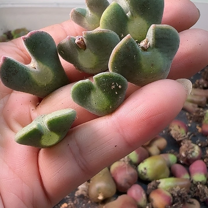 优选大眼睛单头价格