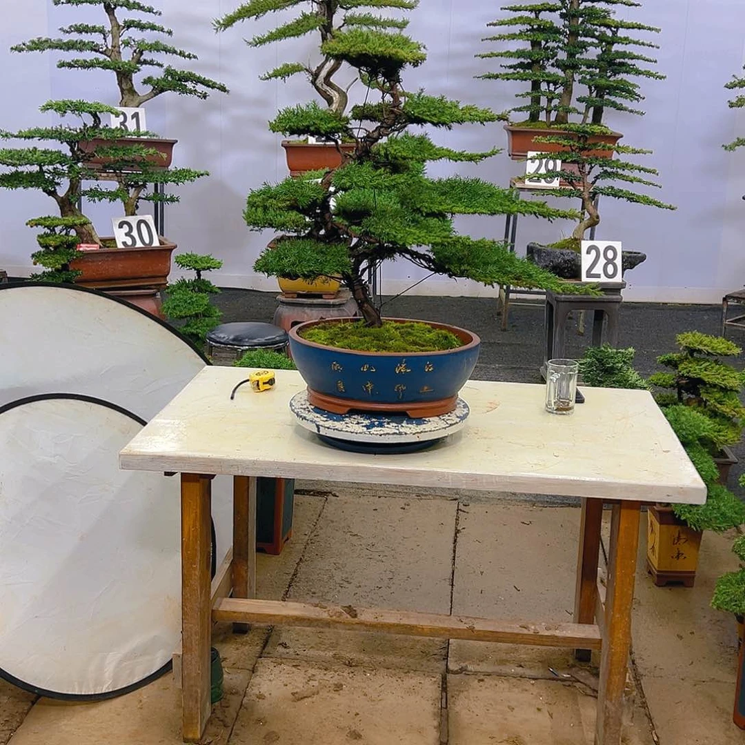 松柏直播间一物一拍松柏盆景