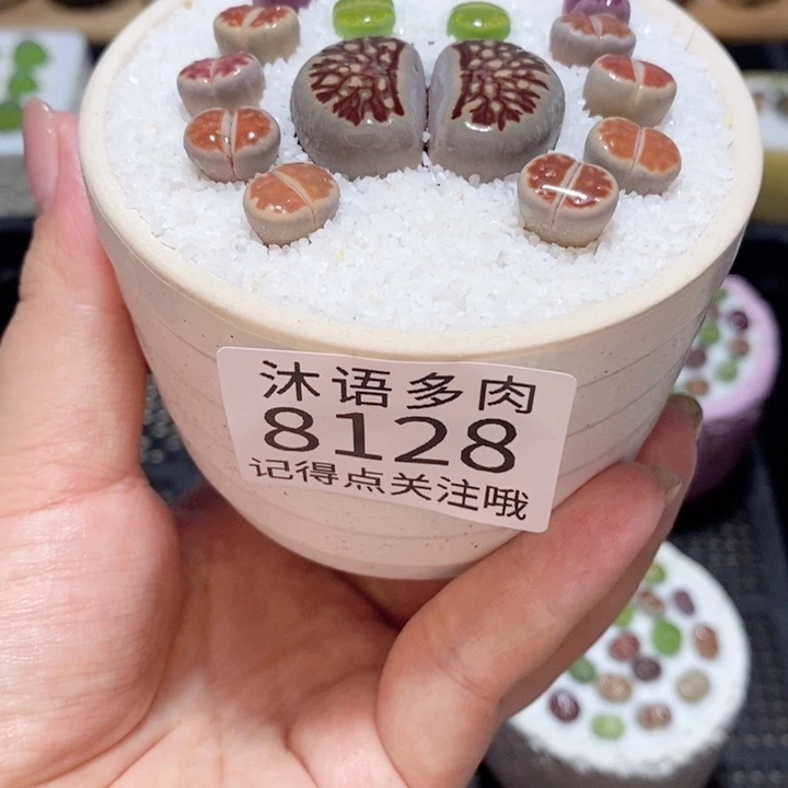 艾***露带盆土植物 精美盆栽8128