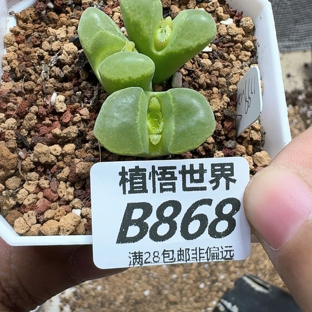 多肉植物的润泽和fgb