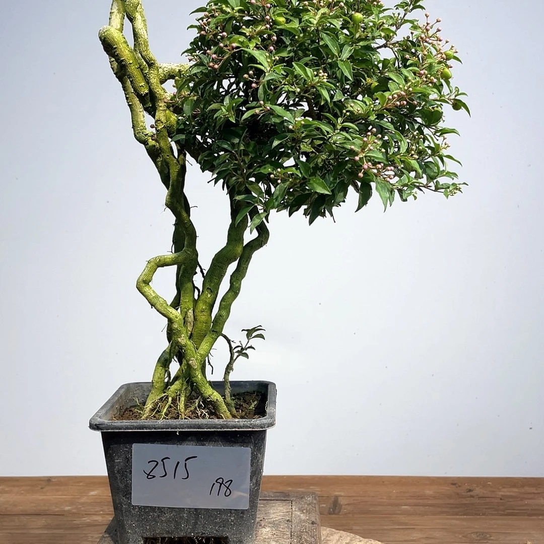 无花朵李氏樱桃高度45厘米左右