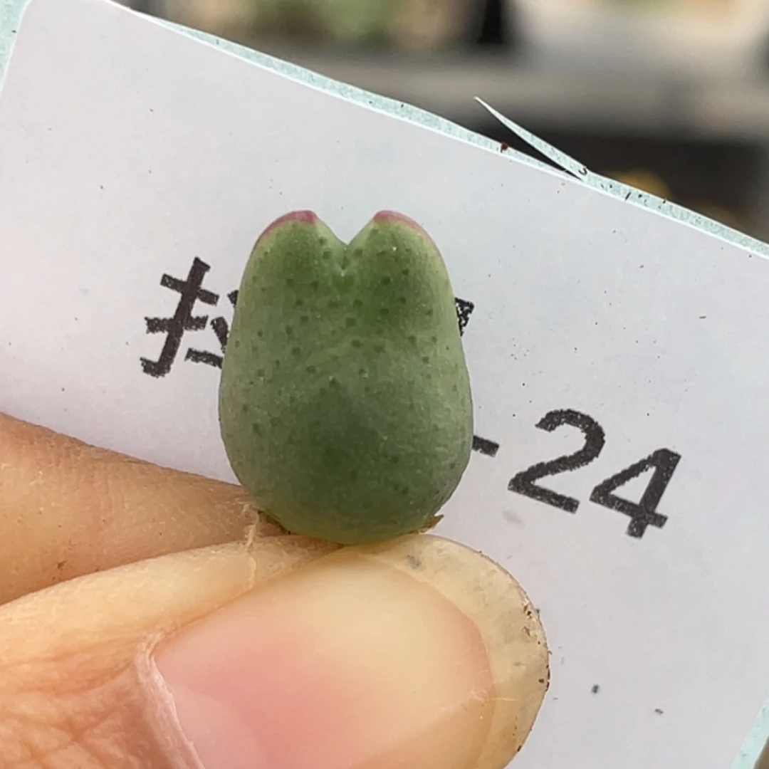 26-24比卡丘多肉植物