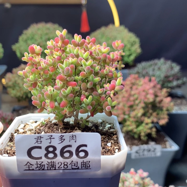 866蜜橘糖球。       