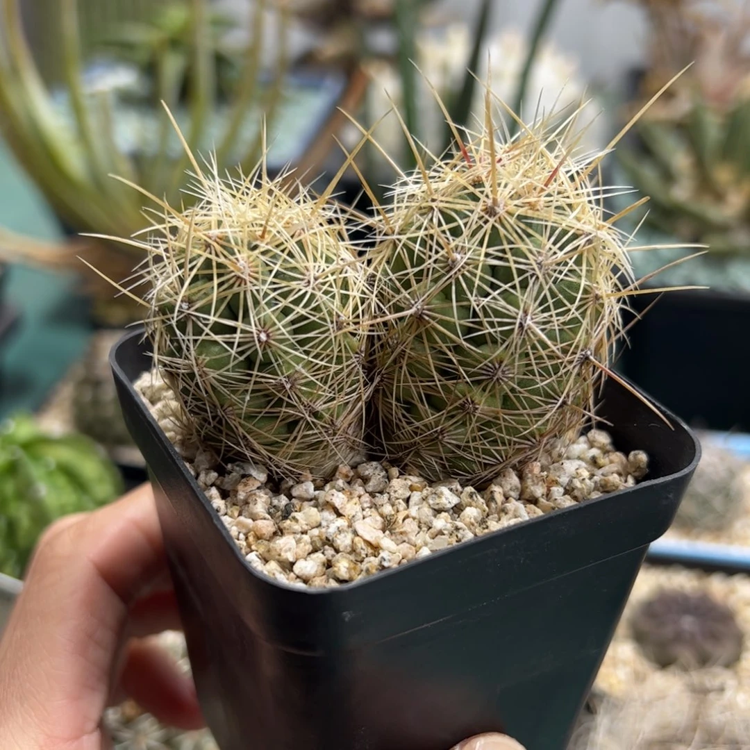 实生大统领 脱土发货多肉