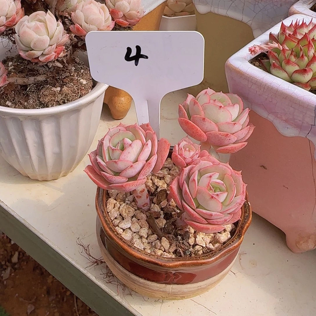 克罗地亚三头，3号，