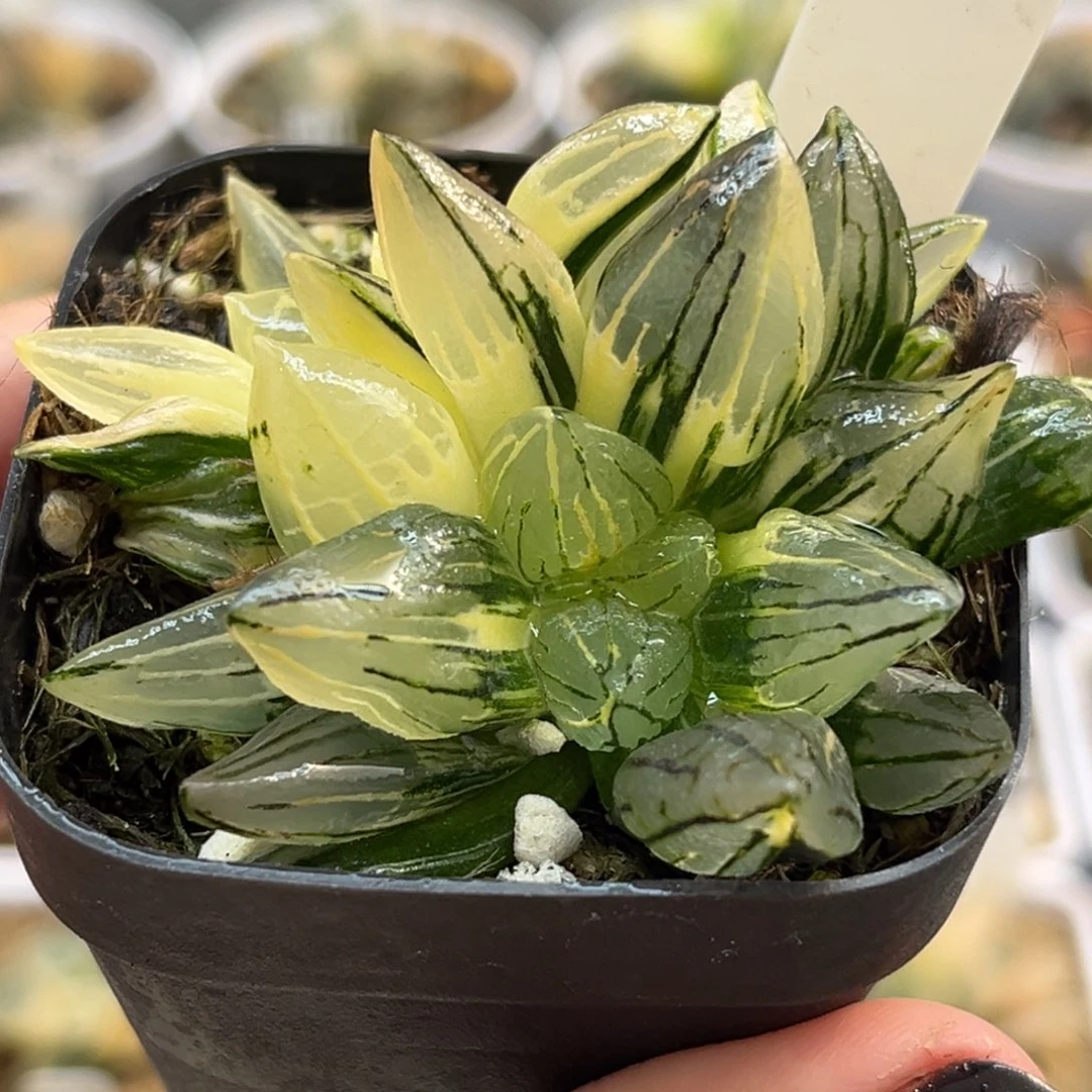 34双头西瓜寿锦福利专场