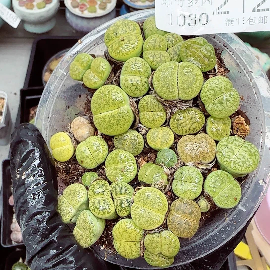 生石花满18包邮1030-212