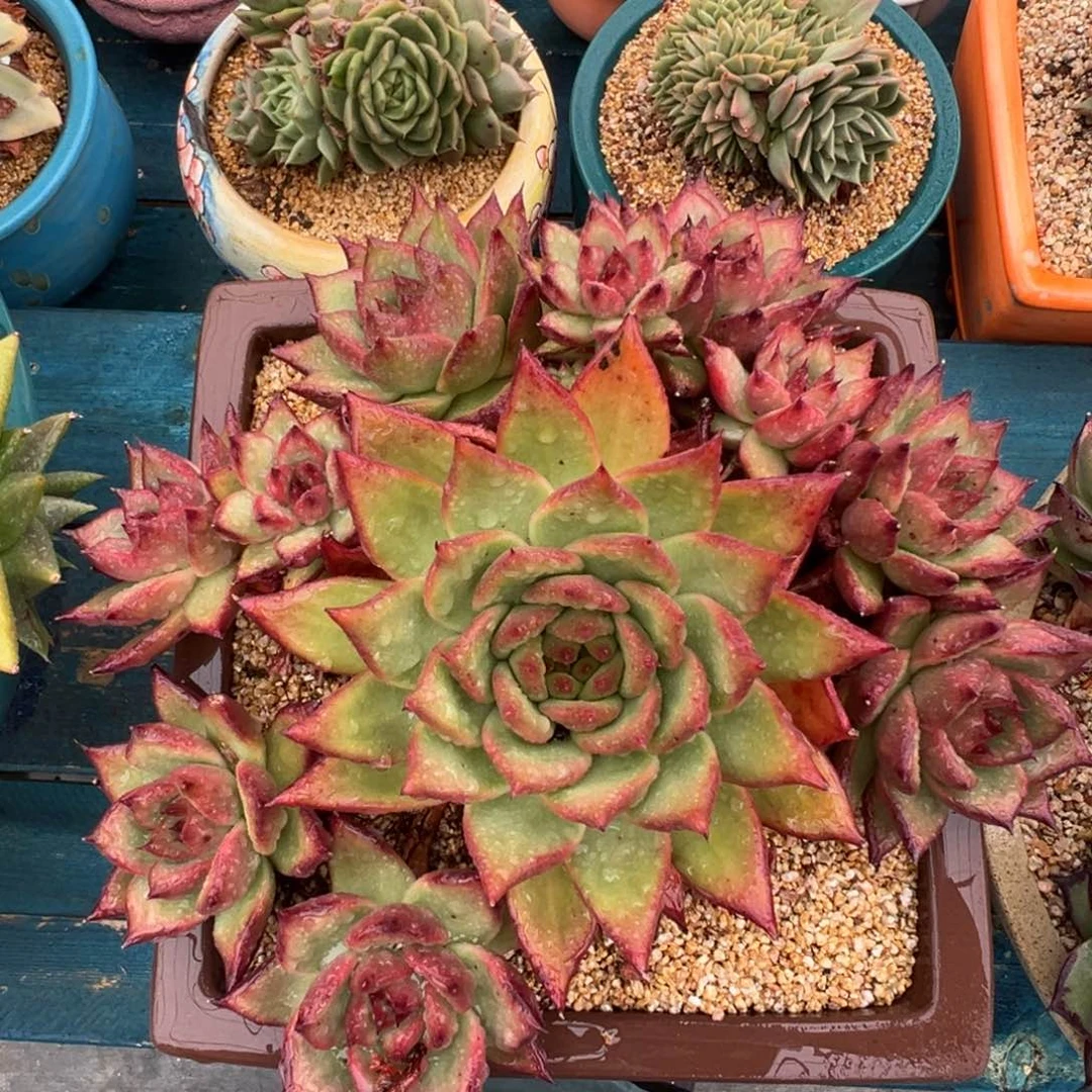 从前慢多肉另一编号0619.111111