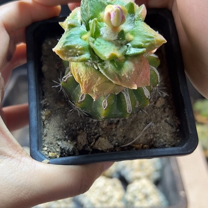 1号苗接龟甲牡丹粉锦5公分