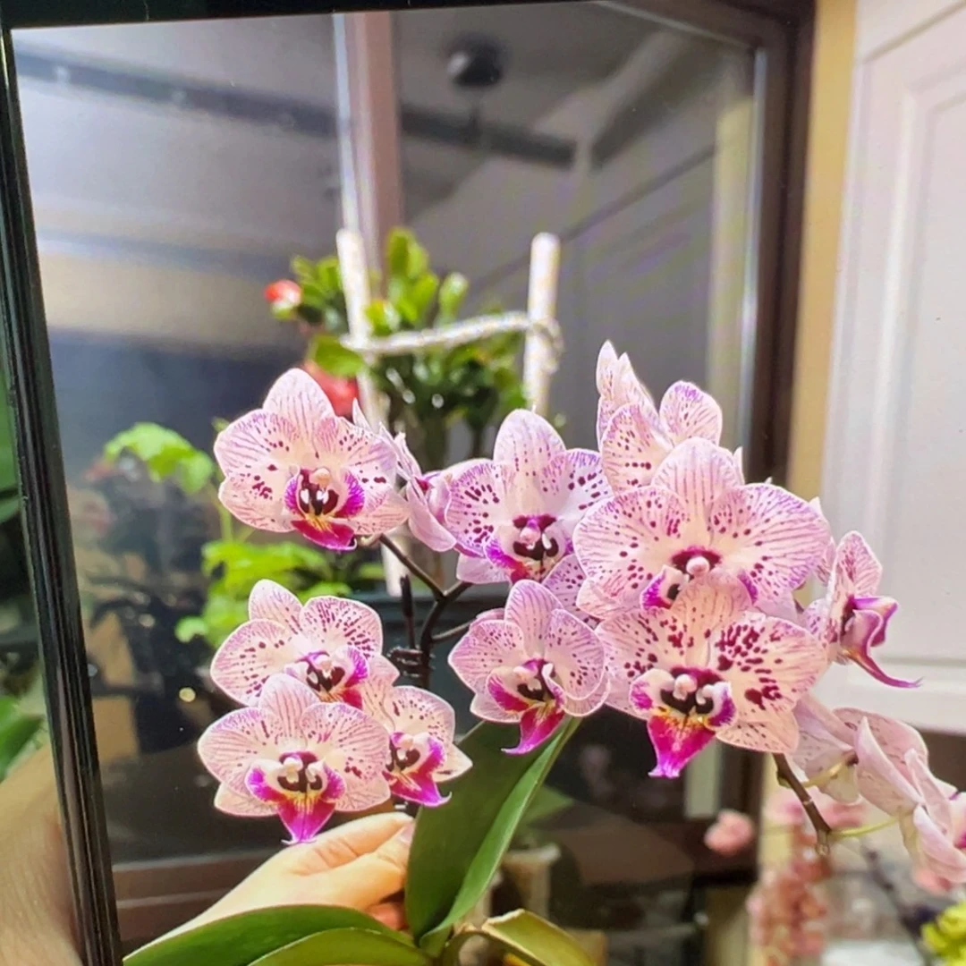 当前无花栽培后可以开花唐老鸭蝴蝶兰苗子，凑单发货