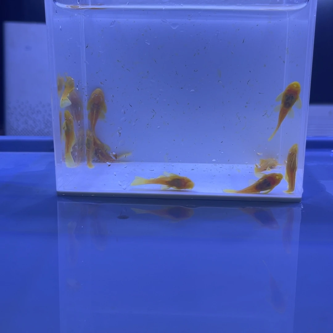 孔雀鱼胡子十条开箱视频报损