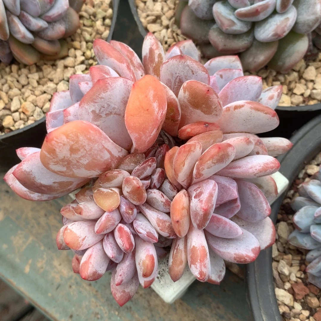 无花朵哈哈哈哈哈哈哈哈哈28