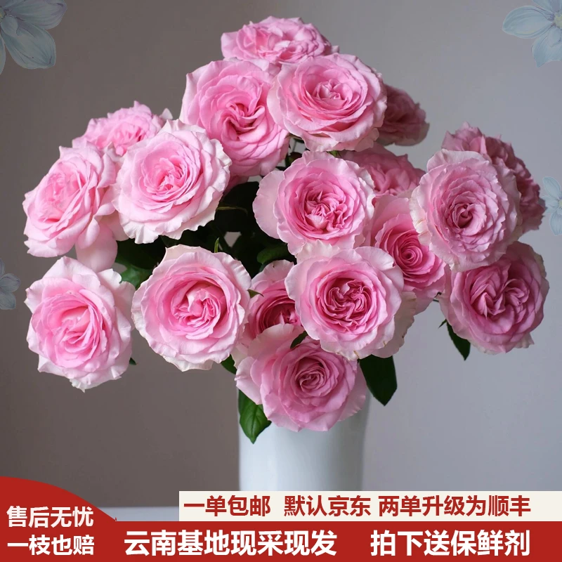 【1单包邮送营养剂】洛神单头玫瑰高品质云南基地鲜花直采较长花期