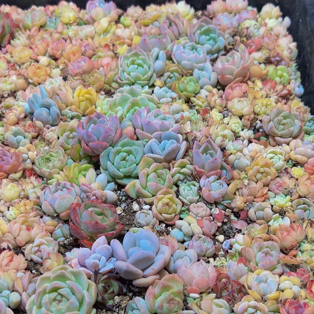 039多肉的小龙虾和小龙虾的味道