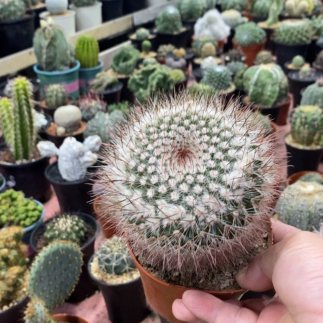 *****完全开放绯绣玉仙人球仙人掌