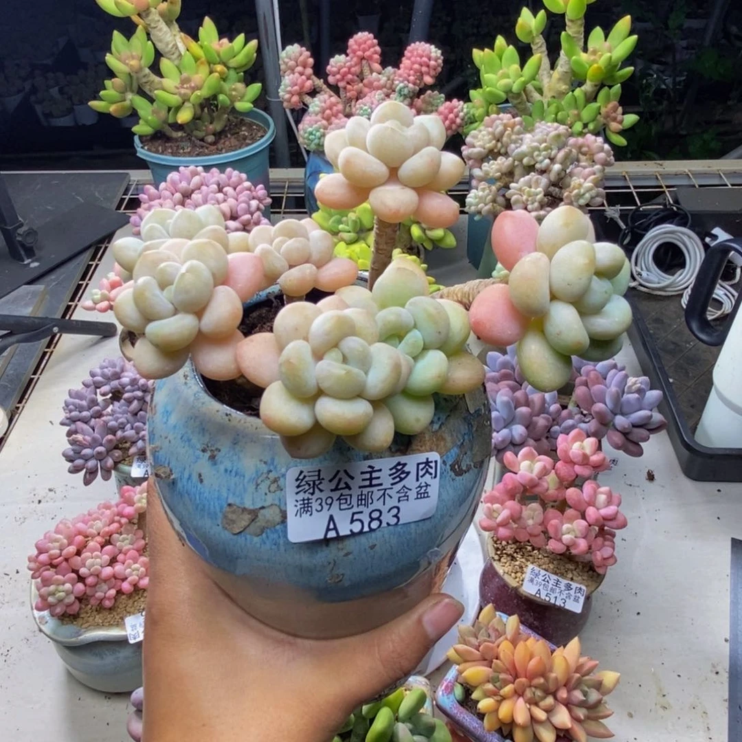 583白奶糖多肉8c m