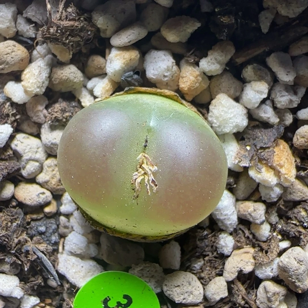 拉登1.7+有腿多肉植物38