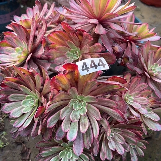 牵***花多肉植物一个紫霞444