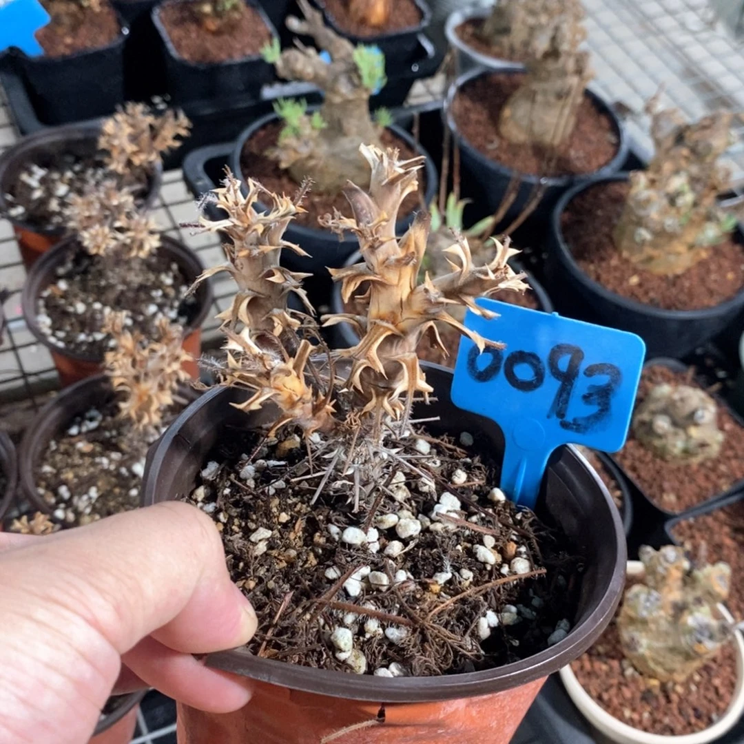 出云杨奎多肉植物