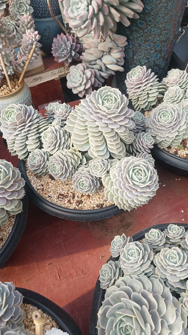 露娜莲整桩老桩无砍自然群手捧多头多肉植物