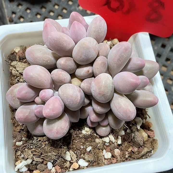 多肉植物粉色恋人658