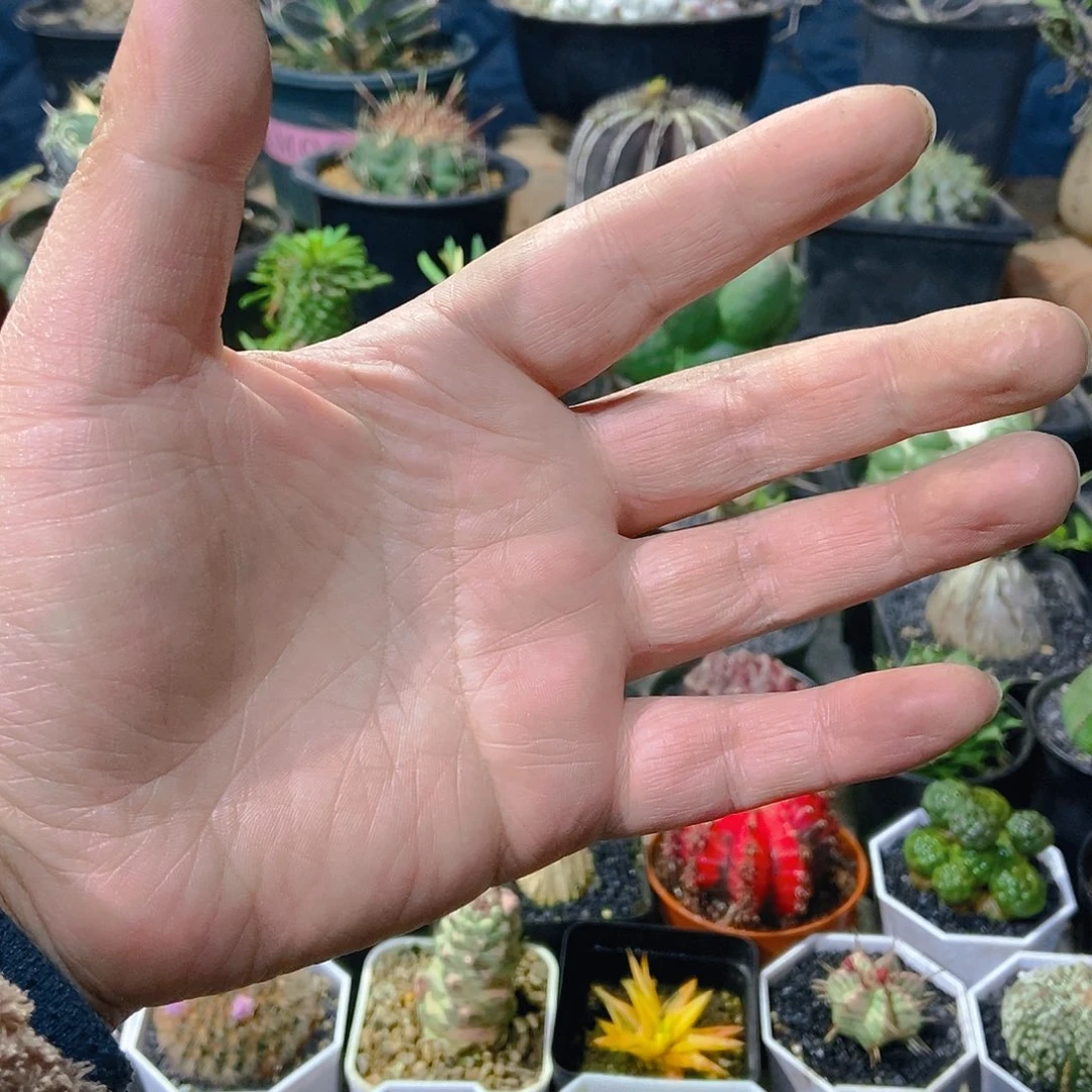 一筐子一物一拍，
