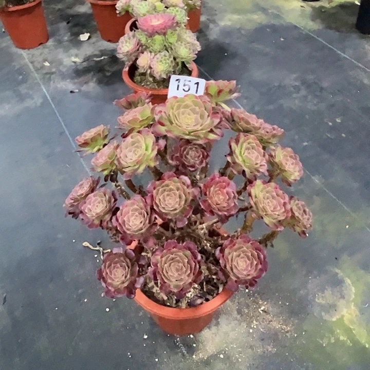 粉体安娜000000000151