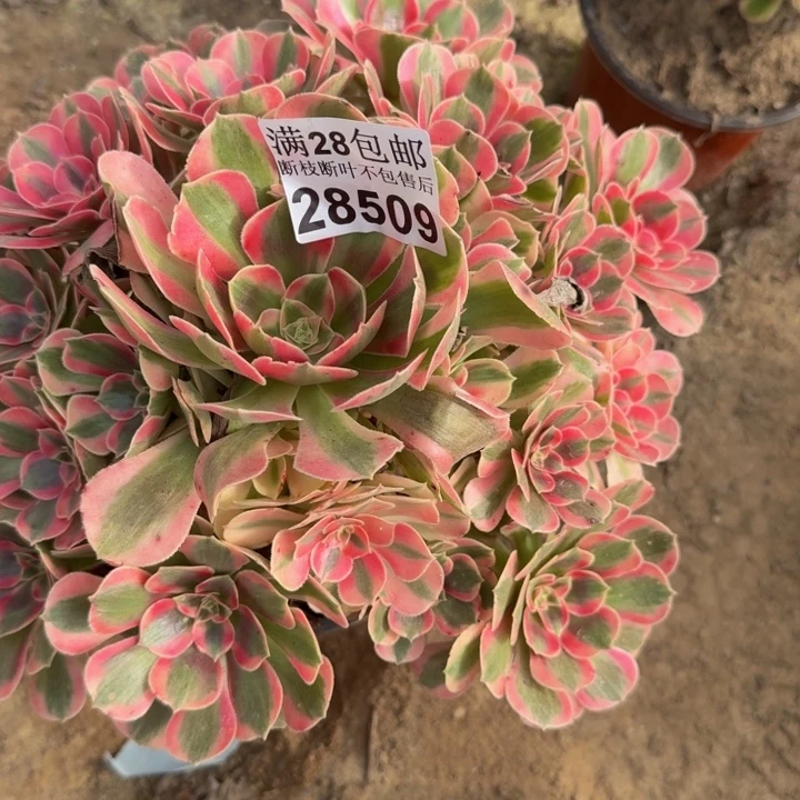 28509女郎有干吧多肉