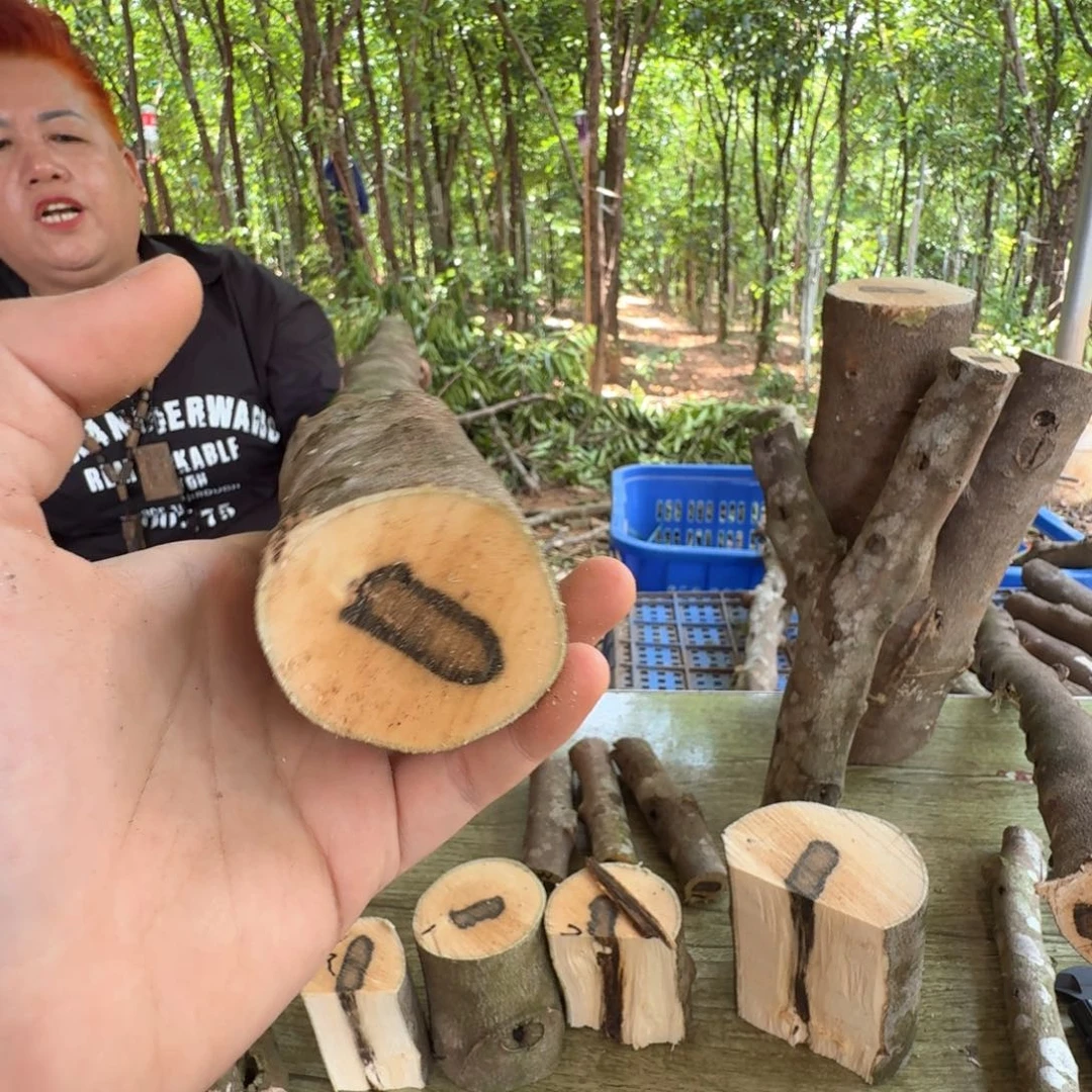 线香奇楠沉香原木