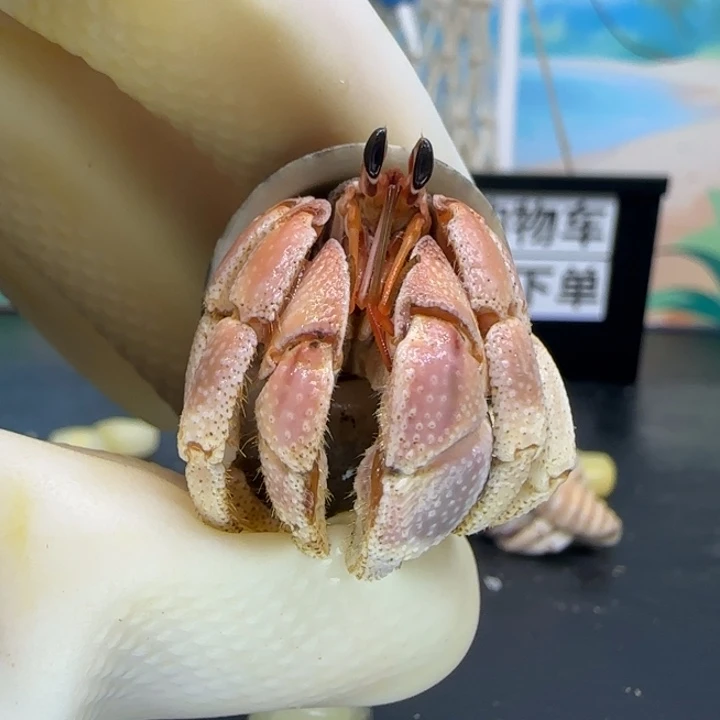 A69温柔粉胖 灰白1.9cm口径