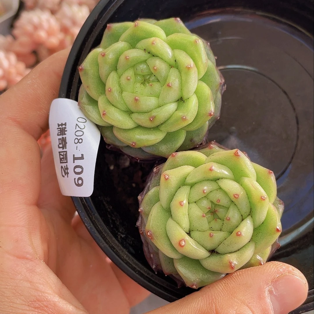 00000000000000109量拍