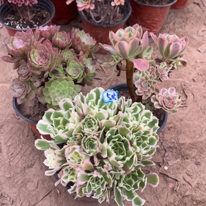 505多肉植物组合，