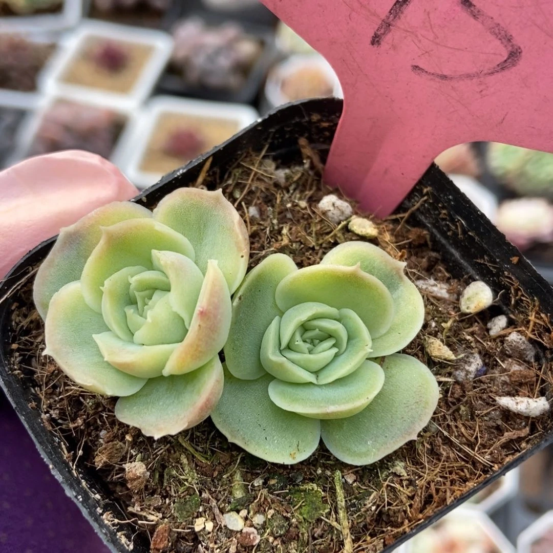 143虾饺多肉植物