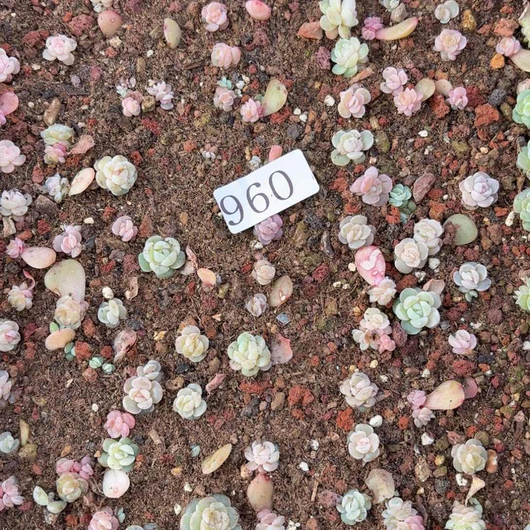 L***K多肉植物多肉植物960脱土