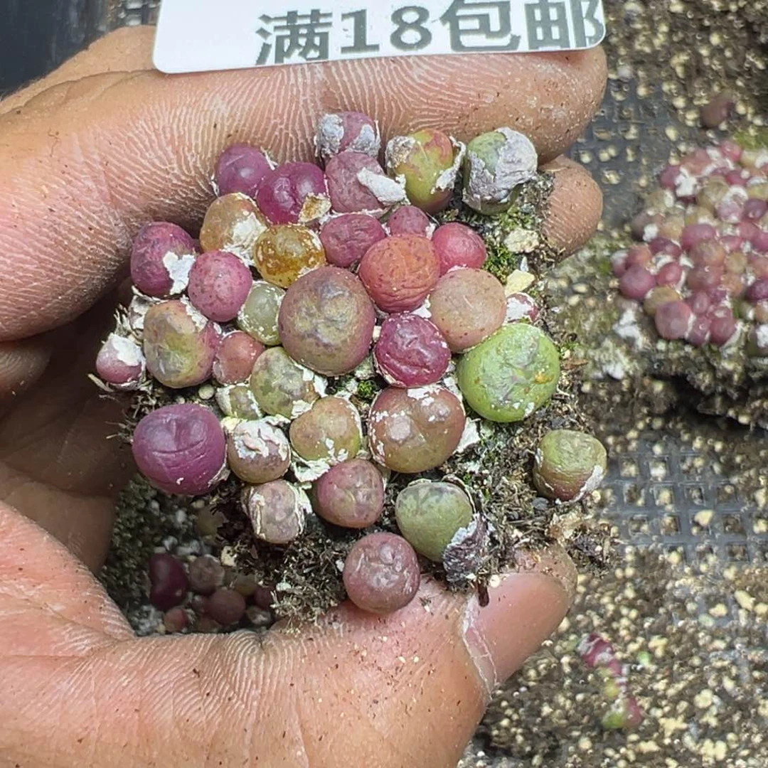 【闪购商品】梦****0 845。