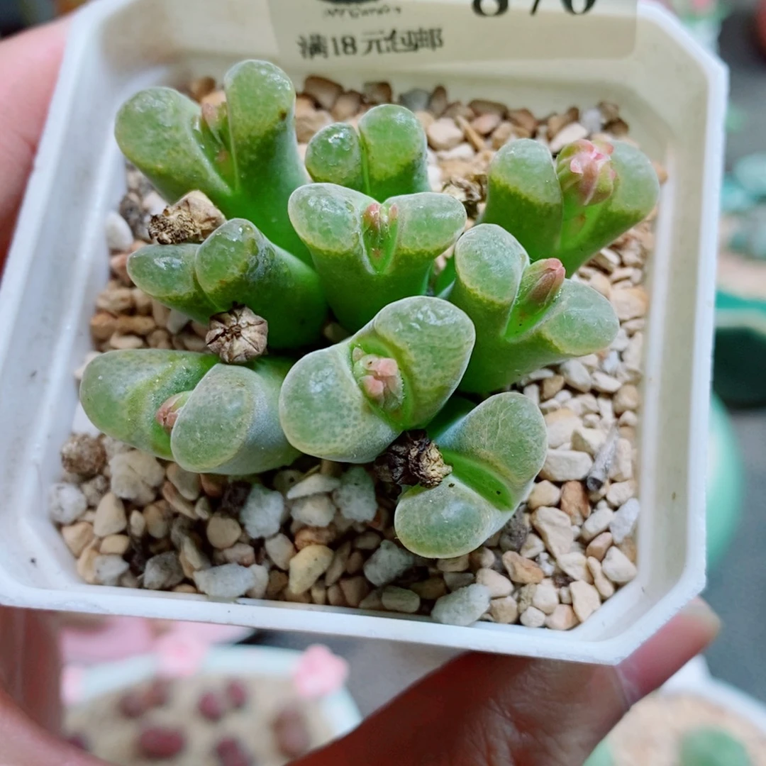 生石花花花花花花花870