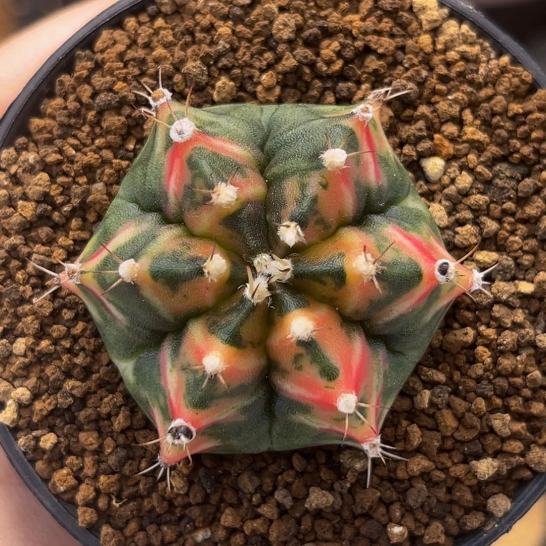 六棱虎斑 米哈仙人球