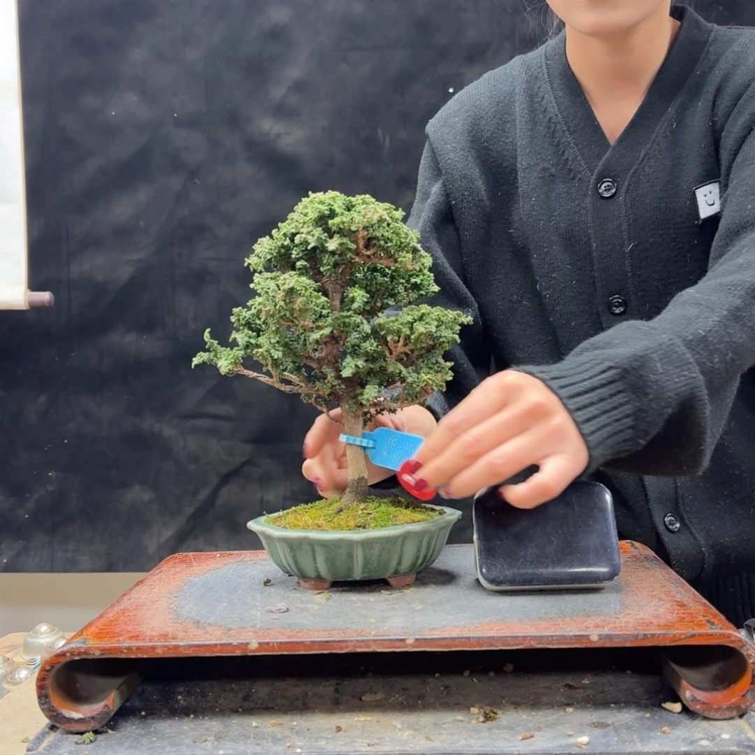 盆景顺丰到付不包邮脑*305