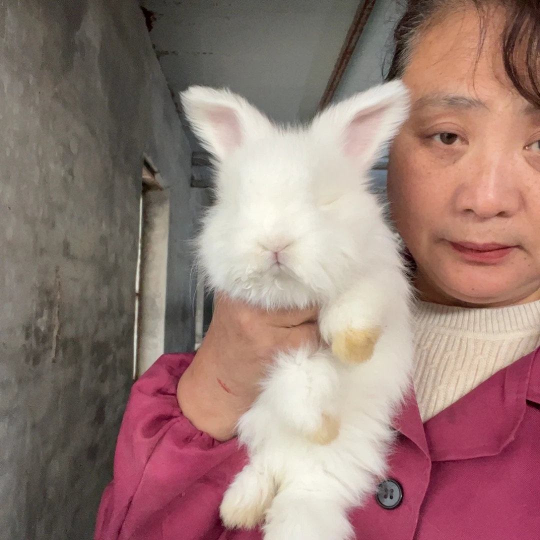 英系安哥拉宠物兔子