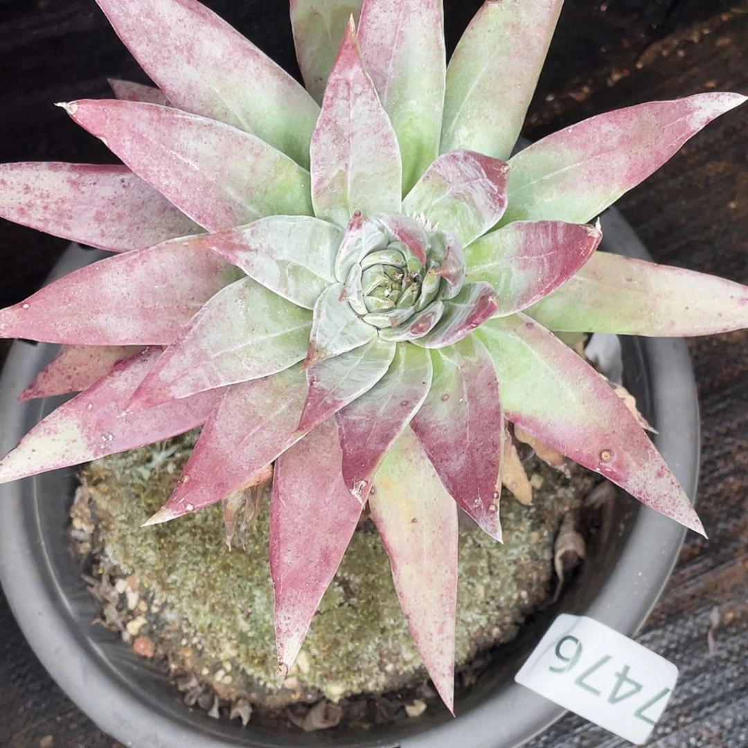 绿体苹果叶杂交雪山7476