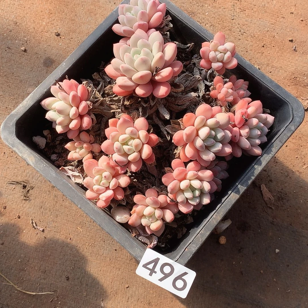 496 一物一拍多肉