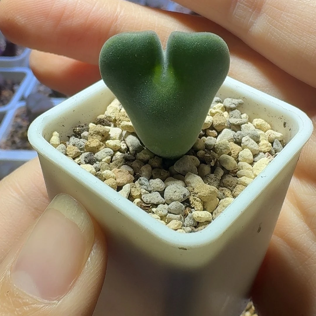 1号单头空蝉四年一物一拍